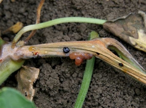 La lesión rodea prácticamente todo el tallo, los tejidos son bastante necróticos, exudados gomosos más o menos oxidados perla en algunos lugares, y <b> <i> Fusarium oxysporum </i> f.  sp.  <i> melonis </i> </b> esporulado localmente.  (fusarium)