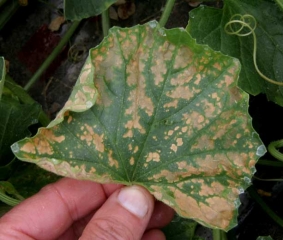 Grandes áreas necróticas entre las venas ahora son visibles en la hoja de esta hoja de melón.  <b> parrilla fisiológica </b>