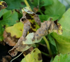 <i><b>Pseudoperonospora cubensis</b></i> en melon