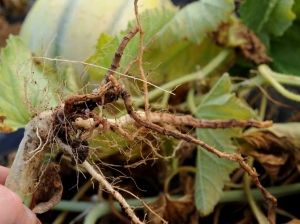 Otro ejemplo de un sistema de raíces afectado por <i> <b> Phomopsis sclerotioides </b> </i> (pudrición de raíz negra)