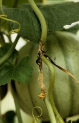 Este cancro en un tallo más o menos seco muestra en algunos lugares exudados gomosos de color marrón oscuro.  <i> <b> Sclerotinia sclerotiorum </b> </i> (sclerotinia)