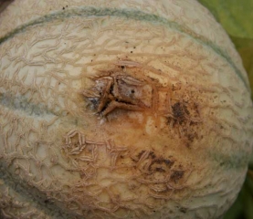 S-sclerotiorum_melon_DB_764