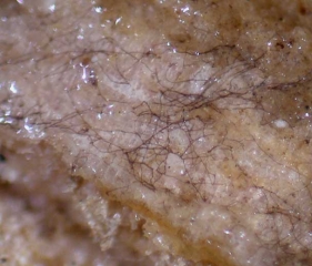 Aspecto del micelio de <i> <b> Macrophomina phaseolina </b> </i> extendiéndose a veces sobre los tejidos alterados, observado con lupa binocular.