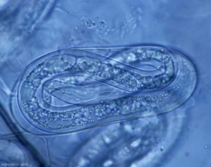 Además de las hembras, la presencia de nematodos adultos o larvas jóvenes provistas de un estilete confirma un ataque de <b> <i> Meloidogyne </i> spp. </b> (nematodos agalladores, nematodos agalladores).