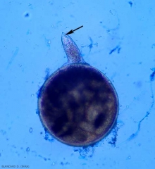 En esta hembra extirpada de una hiel, podemos ver claramente su estilete.  <b> <i> Meloidogyne </i> spp. </b> (nematodos agalladores)