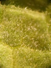 P-fuliginea_melon_DB_595