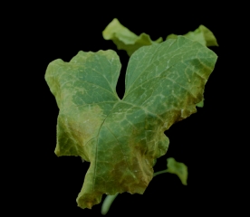 Los tejidos de la periferia del limbo de esta hoja de melón se han marchitado, han adquirido un tinte oscuro y están comenzando a morir.  <b> Fitotoxicidad </b>