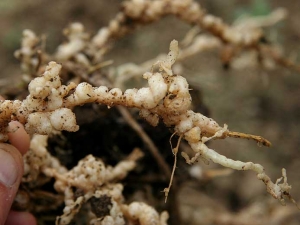 Detalle de agallas grandes en raíces de melón.  <b> <i> Meloidogyne </i> sp.  </b> (nematodos agalladores)