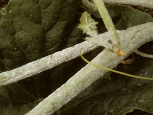 Esta rama está totalmente cubierta por uno de los hongos responsables del mildiú polvoroso del melón, que esporula fuertemente sobre este último.  <i> <b> Podosphaera xanthii </b> </i> o <i> <b> Golovinomyces cichoracearum </b> </i>