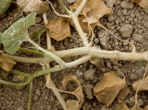 Después de un ataque severo de oidio, algunas hojas se necrosaron y se marchitaron;  las ramas fuertemente colonizadas por el micelio del hongo responsable están suberizadas superficialmente.  <i> <b> Podosphaera xanthii </b> </i> </b> o <i> <b> Golovinomyces cichoracearum </b> </i>