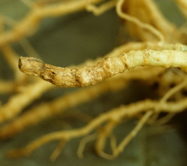 Este puerto raíz es más o menos tortuoso y superficialmente suberizado.  <i> <b> Pyrenochaeta lycopersici </b> </i> (raíces corchosas)