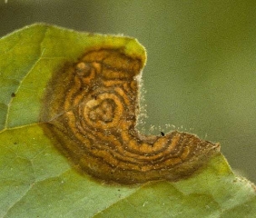 Se está desarrollando una mancha necrótica marrón, con patrones concéntricos, en la periferia de la lámina de la hoja.  <i> <b> Botrytis cinerea </b> </i> (moho gris)