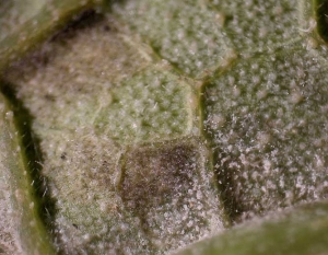 Bajo esta hoja hay dos tipos de esporulaciones que no deben confundirse: una blanca ligada al desarrollo del oidio, la otra malva oscura producida por <i> <b> Pseudoperonospora cubensis </b> </i> (mildiú)