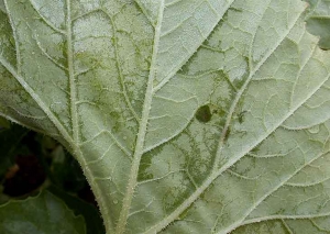 <b><i>Pseudomonas syringae</i> pv.<i>aptata</i></b> 7