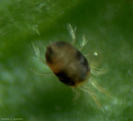 <i> <b> Tetranychus urticae </b> </i> de color verde.  (ácaro tejedor)
