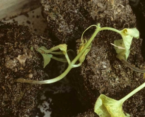 La parte inferior del tallo de esta planta joven de melón muestra una lesión oscura y húmeda que la rodea durante varios centímetros.  <b> <i> Pythium </i> sp. </b>