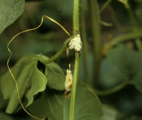 Sclerotinia9