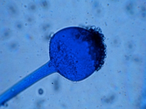 Columela de <i> <b> Rhizopus stolonifer </b> </i> presente al final de un esporocistóforo. Las esporas oscuras todavía se encuentran localmente. 