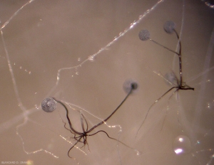 Gracias a una lupa binocular, podemos distinguir claramente el rizoide, el esporocistóforo (o esporangióforo) y el esporocisto (o esporangio).  <i> <b> Rhizopus stolonifer </b> </i> (Podredumbre de Rhizopus)