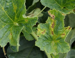 Lesiones irregulares, marrones y necróticas en hoja de melón.  <i> <b> Cladosporium cucumerinum </b> </i> (cladosporiosis)