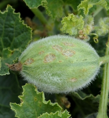 Grandes lesiones de cancro y corchosas en frutos jóvenes de melón.  <i> <b> Cladosporium cucumerinum </b> </i> (cladosporiosis)