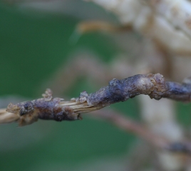 <i> <b> Monosporascus </i> sp. </b> causa la pudrición de la corteza de la raíz que puede o no ser amplificada por invasores secundarios.