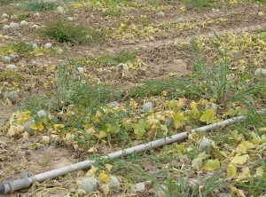 Una cantidad significativa de plantas de melón comenzaron a marchitarse, a ponerse amarillas y a secarse a medida que se acercaba la cosecha.  <b> <i> Monosporascus bala de cañón </i> </b>