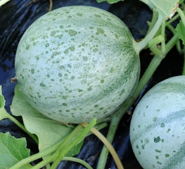 Una multitud de pequeñas lesiones húmedas cubren este melón.  <b> <i> Pseudomonas syringae </i> pv.  <i> aptata </i> </b> (fuego bacteriano)