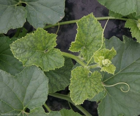 Las hojas tiernas del ápice de este tallo de melón joven muestran una marcada "franja de venas"; la periferia de la lámina tiene más sangría. <b><i>Cucumber mosaic virus</i></b>, CMV.