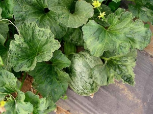 En esta planta, algunas hojas tienen ampollas más o menos intensas. Tenga en cuenta que la fruta es mosaico.  <b><i>Watermelon mosaic virus</i></b>, WMV.