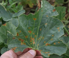 Observadas en la superficie superior del limbo, las manchas tienen forma irregular y están más o menos delimitadas por las nervaduras.  <i> <b> Pseudomonas syringae </b> </i>