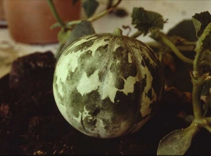 Mosaico verde muy marcado sobre frutos de melón. <b><i>Squash mosaic virus</i></b>, SqMV.