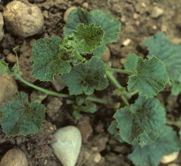 Las hojas de esta planta joven están fuertemente en mosaico, deformadas y reducidas de tamaño. Su crecimiento se ralentiza.  <b><i>Cucumber mosaic virus</i></b>, CMV.