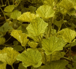 Casi todas estas hojas se han amarilleado mucho. <b><i>Cucurbit aphid-born yellows virus</i></b>, CABIV.