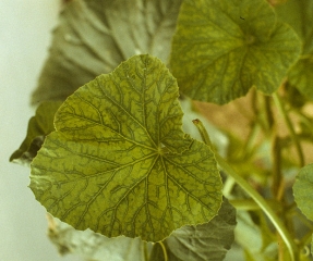 Ejemplo de síntomas de bandas de venas en hojas de melón.  <b><i>Squash mosaic virus</i></b>, SqMV.