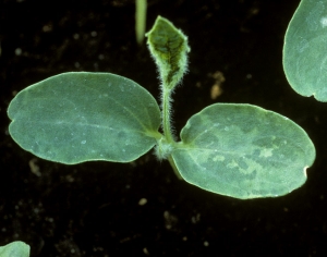 Las decoloraciones irregulares ya son visibles en los cotiledones de esta plántula de melón, lo que refleja la contaminación de la semilla.<b><i>Squash mosaic virus</i></b>, SqMV.