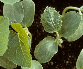 La primera hoja de esta plántula de melón muestra una marcada vena de bandas. La hoja también está deformada, más cortada en la periferia y ampollada. <b><i>Squash mosaic virus</i></b>, SqMV.