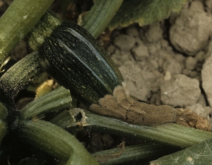 Se ha desarrollado una pudrición al final del calabacín que se vuelve más suave y delicuescente.  <b> <i> Botrytis cinerea </i> </b>