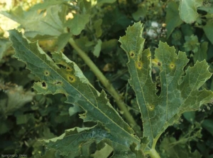 Estas manchas en la hoja de calabacín están rodeadas por un halo amarillo;  los tejidos centrales grises y necróticos se están rompiendo y cayendo.  <b> <i> Cladosporium cucumerinum </i> </b> (cladosporiosis).