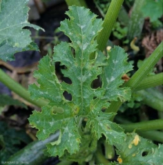 Unas pequeñas manchas de humedad, cloróticas en la periferia, salpican esta hoja joven de calabacín.  <b> <i> Cladosporium cucumerinum </i> </b> (cladosporiosis