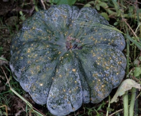 Calabaza plagada de numerosas pequeñas manchas necróticas parduscas.  <b> <i> Cladosporium cucumerinum </i> </b> (cladosporiosis)