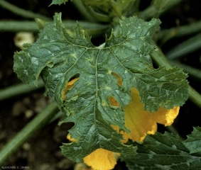 Hojas de calabacín ligeramente rizadas con manchas amarillas en forma de estrella. <b><i>Cucumber mosaic virus</i></b>, CMV.