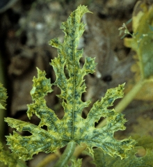 Distorsionando el mosaico en la hoja de calabacín. <b><i>Cucumber mosaic virus</i></b>, CMV.