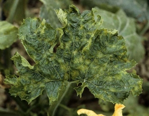 Mosaico más bien en manchas estrelladas asociado a deformaciones del limbo de esta hoja de calabacín. <b><i>Cucumber mosaic virus</i></b>, CMV.