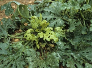 Color amarillento y rizado de las hojas jóvenes de calabacín recién infectadas.<b><i>Cucumber mosaic virus</i></b>, CMV.