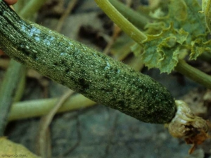 El mosaico de la fruta de calabacín es más marcado, y este también está más moteado. <b><i>Cucumber mosaic virus</i></b>, CMV.