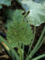 Adelgazamiento de la hoja a lo largo de las nervaduras de una hoja de calabacín. <b><i>Zucchini yellow mosaic virus</i></b>, ZYMV.