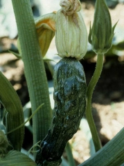 Fruta de calabacín afectada por el <b><i>Zucchini yellow mosaic virus</i></b>, ZYMV. Está más o menos abollado y deformado. 