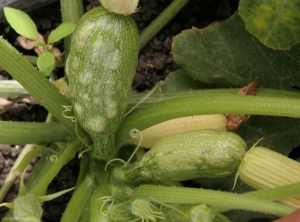 Estas dos frutas jóvenes de calabacín están más o menos hinchadas. <b><i>Zucchini yellow mosaic virus</i></b>, ZYMV.