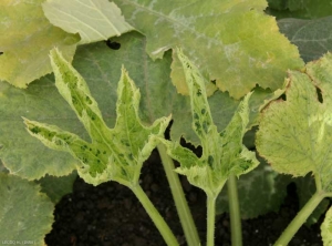 Hojas jóvenes de calabacín cloróticas, con varias ampollas de color verde oscuro distribuidas en la hoja; tenga en cuenta que este último tiende a curvarse hacia arriba. <b><i>Zucchini yellow mosaic virus</i></b>, ZYMV.